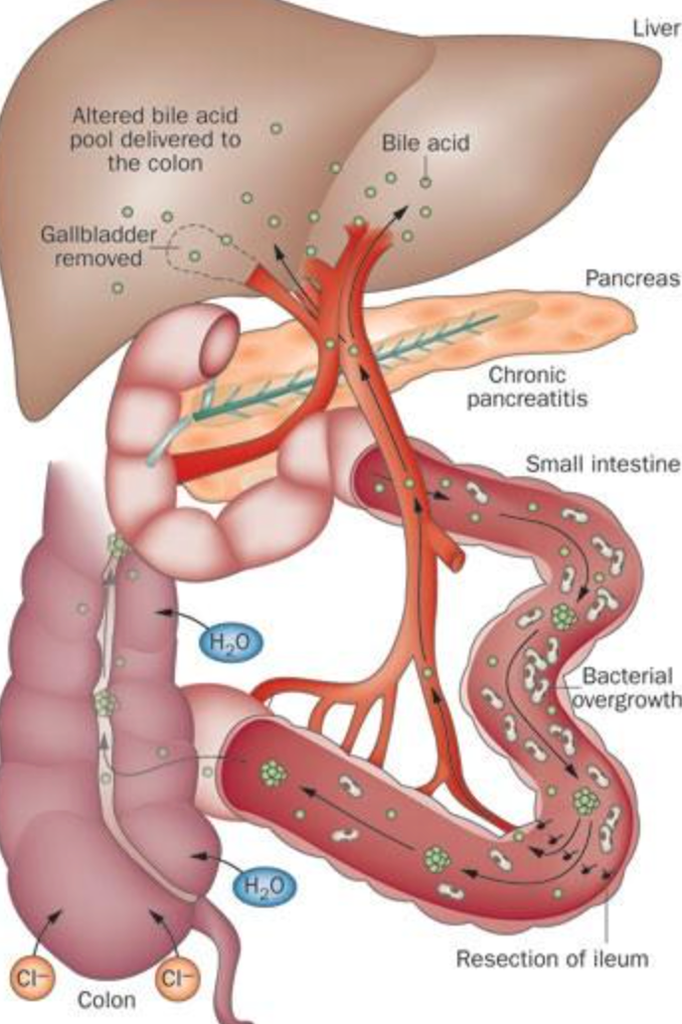 Digestive system with bile flow.